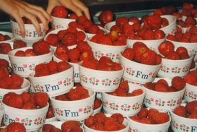 Strawberries and Cream Photo.